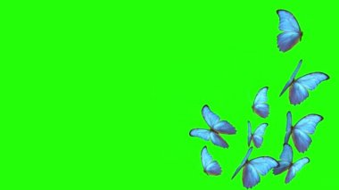 Yazın mavi kelebekleri uçuyor. Yeşil arka planda bir kelebek. 3d oluşturma