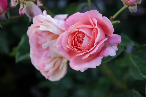 Hermosa Flor Delicada Primavera Flores Rosas Rosadas —  Fotos de Stock