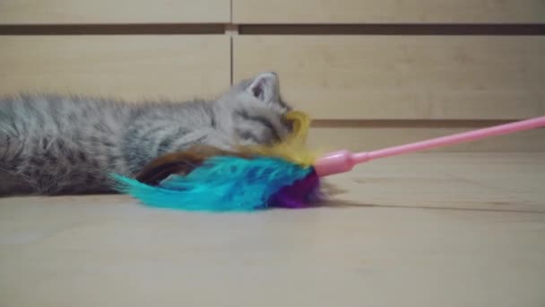 Spelen met een schattig zes weken oud Schots kitten — Stockvideo