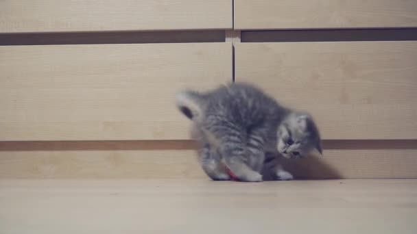 Spelen met een schattig zes weken oud Schots kitten — Stockvideo