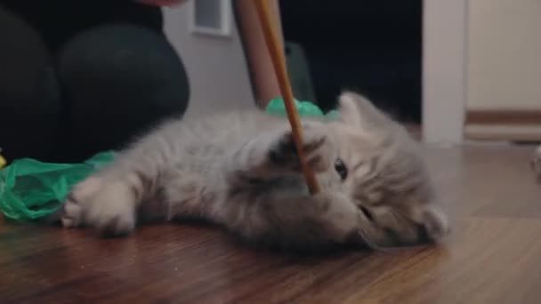 Spelen met een schattig zes weken oud Schots kitten — Stockvideo