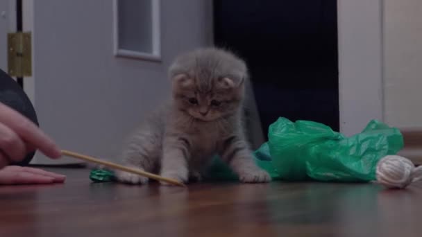 Spelen met een schattig zes weken oud Schots kitten — Stockvideo