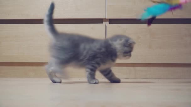 Παίζει με ένα χαριτωμένο σκωτσέζικο γατάκι έξι εβδομάδων. — Αρχείο Βίντεο