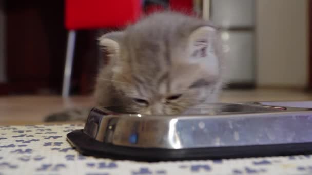 Шотландский котёнок ест еду из металлической миски — стоковое видео