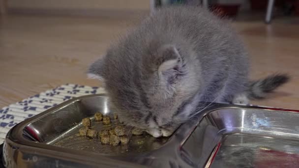 Schots katje etend voedsel uit een metalen kom — Stockvideo