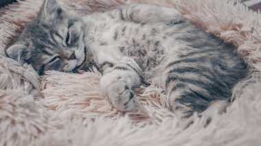 Sevimli İskoç kedisi, üç aylık yavru kedi..