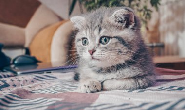 Sevimli İskoç kedisi, üç aylık yavru kedi..