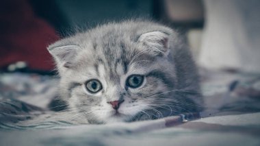 Sevimli İskoç kedisi, üç aylık yavru kedi..