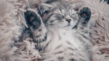 Sevimli İskoç kedisi, üç aylık yavru kedi..