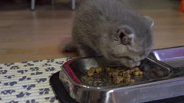 Schottisches Kätzchen isst Futter aus einer Metallschale — Stockvideo