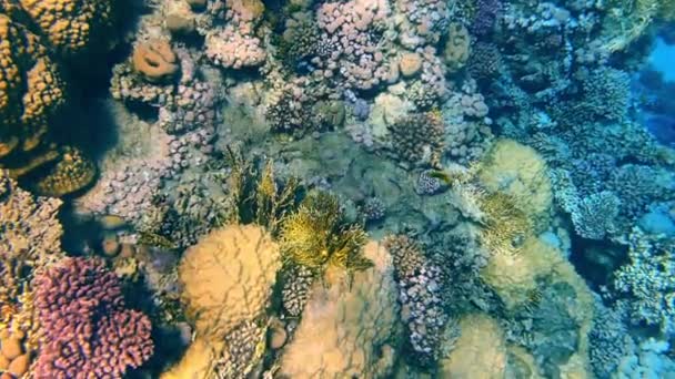 Krásné korálové útesy a ryby Rudého moře — Stock video