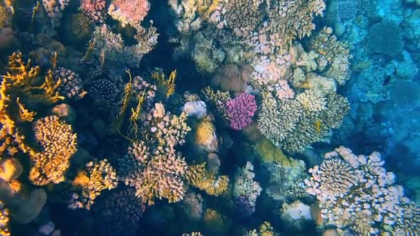 Beaux récifs coralliens et poissons de la mer Rouge — Video