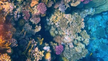 Güzel mercan resifleri ve Kızıl Deniz 'in balıkları