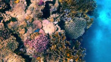 Güzel mercan resifleri ve Kızıl Deniz 'in balıkları