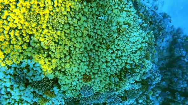 Hermosos Arrecifes Coral Peces Del Mar Rojo — Vídeos de Stock