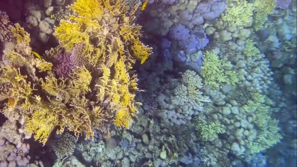 Piękne Rafy Koralowe Ryby Morza Czerwonego — Wideo stockowe