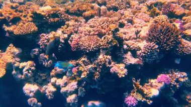 Güzel mercan resifleri ve Kızıl Deniz 'in balıkları