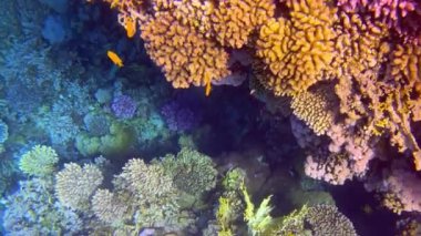 Güzel mercan resifleri ve Kızıl Deniz 'in balıkları