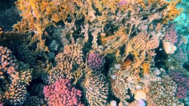 Güzel mercan resifleri ve Kızıl Deniz 'in balıkları