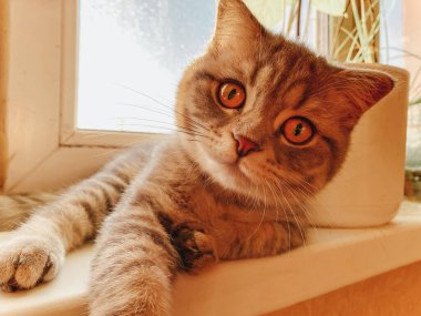 Sevimli İskoç kedisi, güzel evcil kedi..