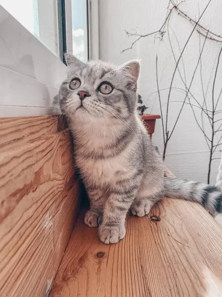 귀여운 고양이 아름다운 집고양이 — 스톡 사진