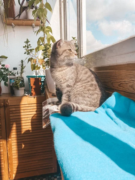 Gato Escocês Bonito Belo Gato Doméstico — Fotografia de Stock