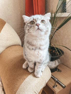Sevimli İskoç kedisi, güzel evcil kedi..