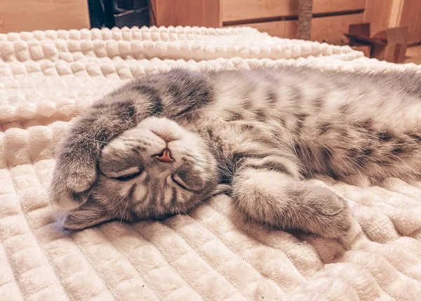 Gato Escocês Bonito Belo Gato Doméstico Dormindo Docemente — Fotografia de Stock