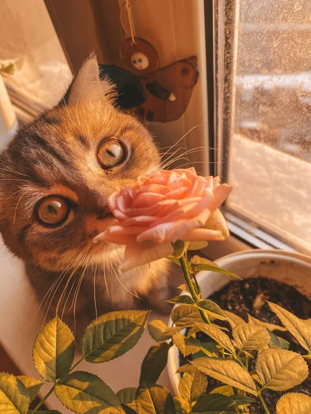 Mignon Chat Écossais Belle Maison Avec Une Rose Délicate — Photo