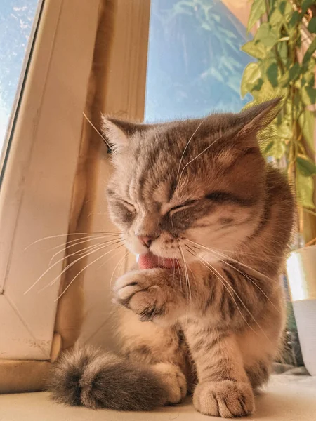 Gato Escocês Bonito Belo Gato Doméstico — Fotografia de Stock