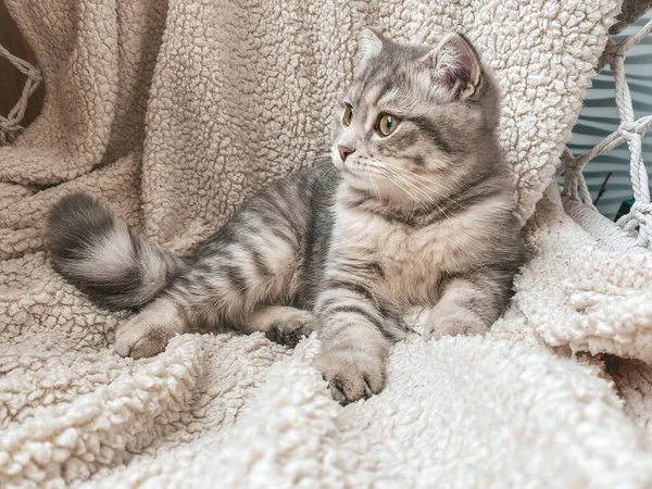 Sevimli Skoç Kedisi Güzel Evcil Kedi — Stok fotoğraf