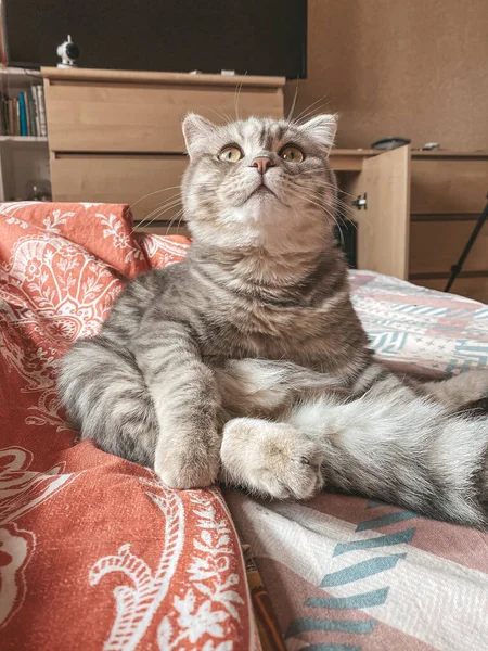 Gato Escocês Bonito Belo Gato Doméstico — Fotografia de Stock