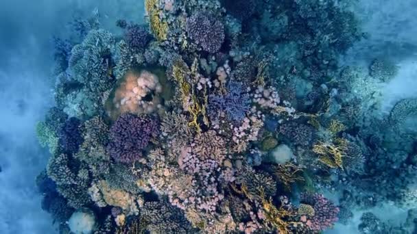 Lindos recifes de coral e peixes do Mar Vermelho — Vídeo de Stock