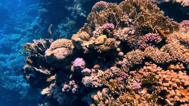 Lindos recifes de coral e peixes do Mar Vermelho — Vídeo de Stock