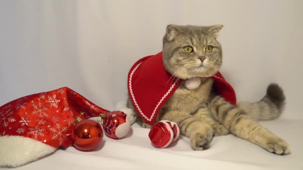 Şirin bir Noel kedisi. Noel ve Yeni Yıl Kutlama Konsepti — Stok video