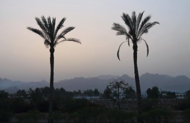 Palm, Mısır