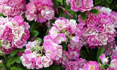 ihale Bahar Gül Bush