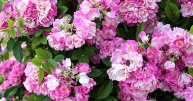 ihale Bahar Gül Bush