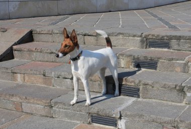 sevimli köpek için a yürümek