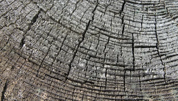 Ausschnitt eines alten Baumes — Stockfoto