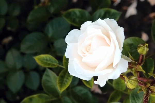 Biała Róża na ciemnym tle — Zdjęcie stockowe