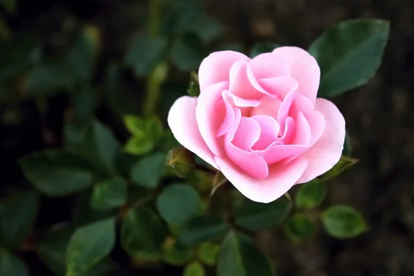 Rosa tierna sobre un fondo oscuro — Foto de Stock