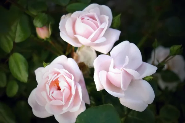 delicate tea roses, color