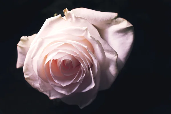 Delicate rose bud — Stock Photo, Image