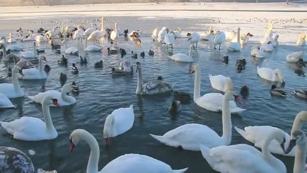 Uccelli svernanti che galleggiano sul fiume ghiacciato — Video Stock