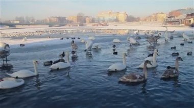 Beyaz Kuğu ve yüzme kış Nehri üzerinde ördek