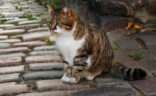 Söt grå katt med vit krage — Stockfoto