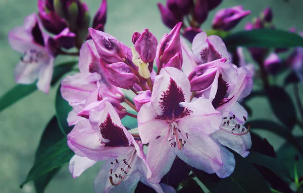 Rhododendron rose doux — Photo