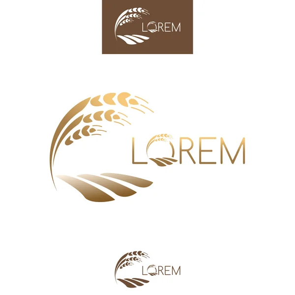 Filiz tahıl logo, altın olgun fide, büyüyen bitki. Vektör tem