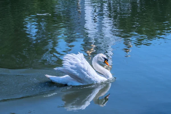 Cisne Branco Lago Azul Belo Reflexo — Fotografia de Stock